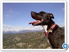 Loki on the summit of Lily Mountain