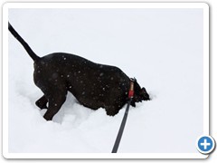 Loki having fun in the deep snow