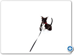 Loki having fun in the deep snow