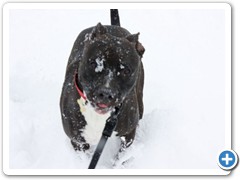 Loki having fun in the deep snow