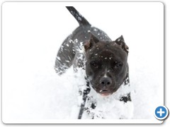 Loki having fun in the deep snow