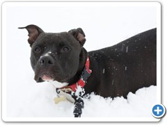 Loki having fun in the deep snow