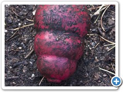 Loki's beloved Kong toy