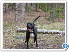Loki with his frisbee he tore the middle out of, but it still worked