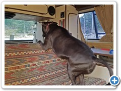 Loki heading to the back