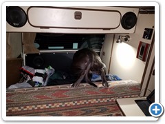 Loki Heading to Rear Night