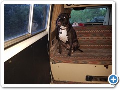 Loki in the back seat