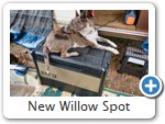 New Willow Spot