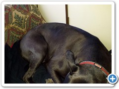 2016-June Nat Forest Parachute Hill 4 Loki asleep