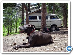 2016-June Nat Forest Parachute Hill 8 Loki basking