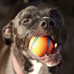 Vanlife Geek Dog Loki