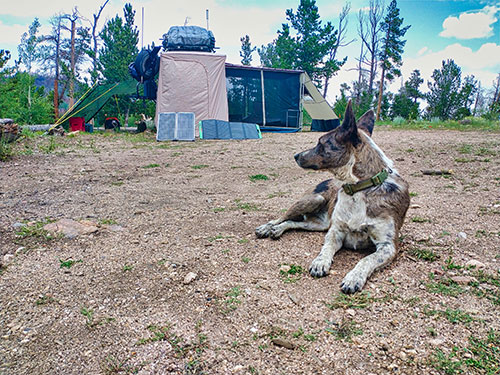 My happy Australian Cattle Dog at Camp