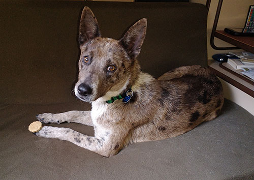 Willow the Van Life Dog