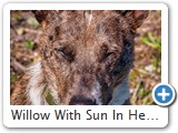 Willow With Sun In Her Eyes