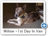 Willow -1st Day In Van