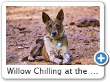 Willow Chilling at the Campsite