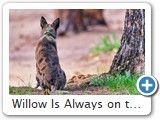 Willow Is Always on the Lookout